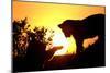 Lion Cub Morning-Susann Parker-Mounted Photographic Print