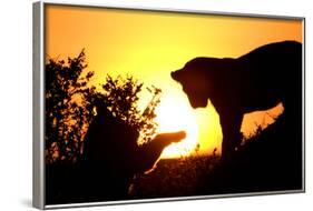 Lion Cub Morning-Susann Parker-Framed Photographic Print