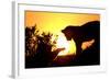 Lion Cub Morning-Susann Parker-Framed Photographic Print