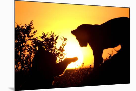 Lion Cub Morning-Susann Parker-Mounted Photographic Print