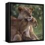 Lion Cub Nuzzling Mother-DLILLC-Framed Stretched Canvas