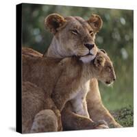 Lion Cub Nuzzling Mother-DLILLC-Stretched Canvas