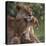 Lion Cub Nuzzling Mother-DLILLC-Stretched Canvas