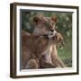 Lion Cub Nuzzling Mother-DLILLC-Framed Photographic Print