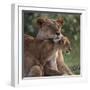 Lion Cub Nuzzling Mother-DLILLC-Framed Photographic Print