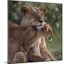 Lion Cub Nuzzling Mother-DLILLC-Mounted Photographic Print