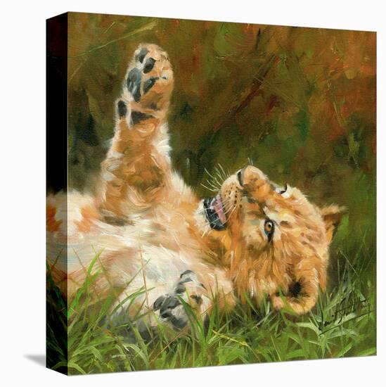 Lion Cub on Grass-David Stribbling-Stretched Canvas