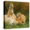 Lion Cub on Grass-David Stribbling-Stretched Canvas