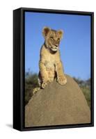 Lion Cub on Mound-null-Framed Stretched Canvas