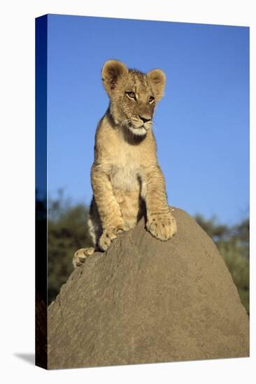 Lion Cub on Mound-null-Stretched Canvas