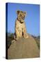 Lion Cub on Mound-null-Stretched Canvas