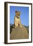 Lion Cub on Mound-null-Framed Photographic Print