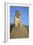 Lion Cub on Mound-null-Framed Photographic Print