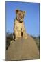 Lion Cub on Mound-null-Mounted Photographic Print