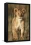 Lion Cub on Savanna in Masai Mara National Reserve-Paul Souders-Framed Stretched Canvas