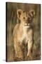 Lion Cub on Savanna in Masai Mara National Reserve-Paul Souders-Stretched Canvas