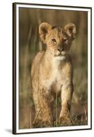 Lion Cub on Savanna in Masai Mara National Reserve-Paul Souders-Framed Premium Photographic Print