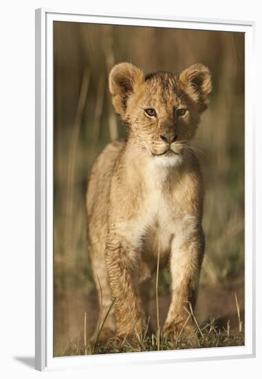 Lion Cub on Savanna in Masai Mara National Reserve-Paul Souders-Framed Premium Photographic Print