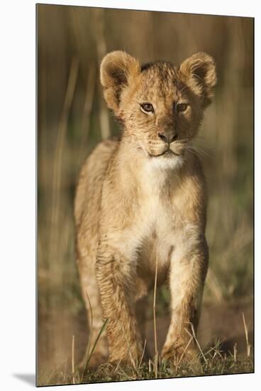 Lion Cub on Savanna in Masai Mara National Reserve-Paul Souders-Mounted Premium Photographic Print