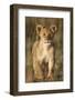 Lion Cub on Savanna in Masai Mara National Reserve-Paul Souders-Framed Photographic Print