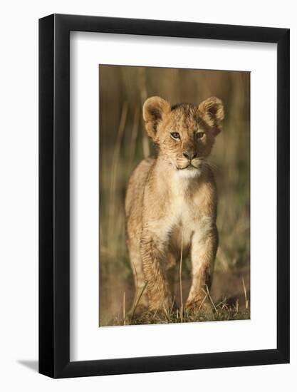 Lion Cub on Savanna in Masai Mara National Reserve-Paul Souders-Framed Photographic Print