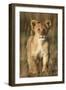 Lion Cub on Savanna in Masai Mara National Reserve-Paul Souders-Framed Photographic Print