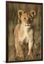 Lion Cub on Savanna in Masai Mara National Reserve-Paul Souders-Framed Photographic Print