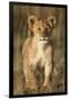 Lion Cub on Savanna in Masai Mara National Reserve-Paul Souders-Framed Photographic Print