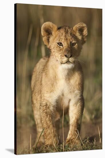 Lion Cub on Savanna in Masai Mara National Reserve-Paul Souders-Stretched Canvas