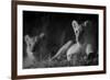 Lion Cub (Panthera Leo) and Lioness at Night in Masai Mara, in Infra-Red, Marsh Pride, Kenya-null-Framed Photographic Print