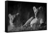 Lion Cub (Panthera Leo) and Lioness at Night in Masai Mara, in Infra-Red, Marsh Pride, Kenya-null-Framed Stretched Canvas