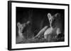 Lion Cub (Panthera Leo) and Lioness at Night in Masai Mara, in Infra-Red, Marsh Pride, Kenya-null-Framed Photographic Print