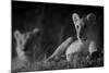 Lion Cub (Panthera Leo) and Lioness at Night in Masai Mara, in Infra-Red, Marsh Pride, Kenya-null-Mounted Photographic Print