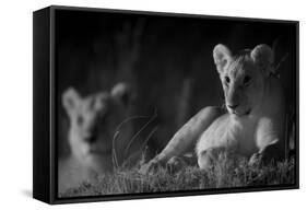 Lion Cub (Panthera Leo) and Lioness at Night in Masai Mara, in Infra-Red, Marsh Pride, Kenya-null-Framed Stretched Canvas