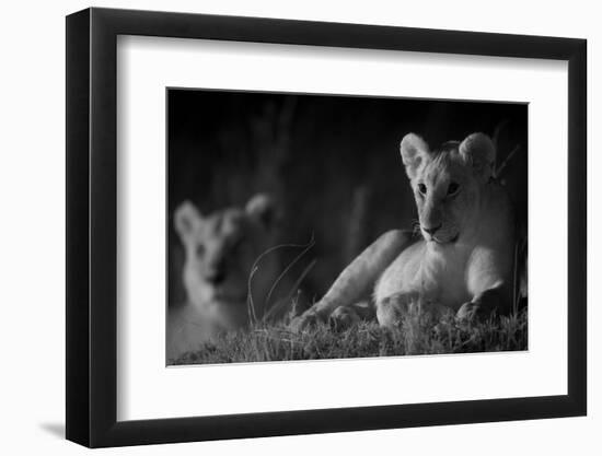 Lion Cub (Panthera Leo) and Lioness at Night in Masai Mara, in Infra-Red, Marsh Pride, Kenya-null-Framed Photographic Print