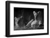 Lion Cub (Panthera Leo) and Lioness at Night in Masai Mara, in Infra-Red, Marsh Pride, Kenya-null-Framed Photographic Print