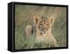 Lion Cub, Panthera Leo, Approximately Two to Three Months Old, Kruger National Park, South Africa-Ann & Steve Toon-Framed Stretched Canvas