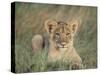 Lion Cub, Panthera Leo, Approximately Two to Three Months Old, Kruger National Park, South Africa-Ann & Steve Toon-Stretched Canvas