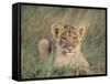 Lion Cub, Panthera Leo, Approximately Two to Three Months Old, Kruger National Park, South Africa-Ann & Steve Toon-Framed Stretched Canvas