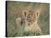 Lion Cub, Panthera Leo, Approximately Two to Three Months Old, Kruger National Park, South Africa-Ann & Steve Toon-Stretched Canvas