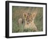 Lion Cub, Panthera Leo, Approximately Two to Three Months Old, Kruger National Park, South Africa-Ann & Steve Toon-Framed Photographic Print