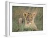 Lion Cub, Panthera Leo, Approximately Two to Three Months Old, Kruger National Park, South Africa-Ann & Steve Toon-Framed Photographic Print