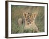 Lion Cub, Panthera Leo, Approximately Two to Three Months Old, Kruger National Park, South Africa-Ann & Steve Toon-Framed Photographic Print