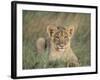 Lion Cub, Panthera Leo, Approximately Two to Three Months Old, Kruger National Park, South Africa-Ann & Steve Toon-Framed Photographic Print