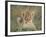 Lion Cub, Panthera Leo, Approximately Two to Three Months Old, Kruger National Park, South Africa-Ann & Steve Toon-Framed Photographic Print