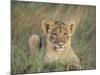 Lion Cub, Panthera Leo, Approximately Two to Three Months Old, Kruger National Park, South Africa-Ann & Steve Toon-Mounted Photographic Print