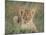 Lion Cub, Panthera Leo, Approximately Two to Three Months Old, Kruger National Park, South Africa-Ann & Steve Toon-Mounted Photographic Print