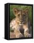 Lion Cub, Panthera Leo, in Kruger National Park Mpumalanga, South Africa-Ann & Steve Toon-Framed Stretched Canvas