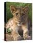 Lion Cub, Panthera Leo, in Kruger National Park Mpumalanga, South Africa-Ann & Steve Toon-Stretched Canvas