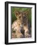 Lion Cub, Panthera Leo, in Kruger National Park Mpumalanga, South Africa-Ann & Steve Toon-Framed Photographic Print